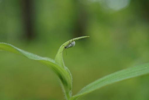白い昆虫と植物 秘密基地 白い昆虫と植物 秘密基地の写真