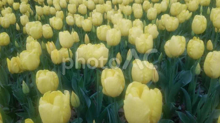 チューリップ満開 チューリップ,満開,3月の写真素材