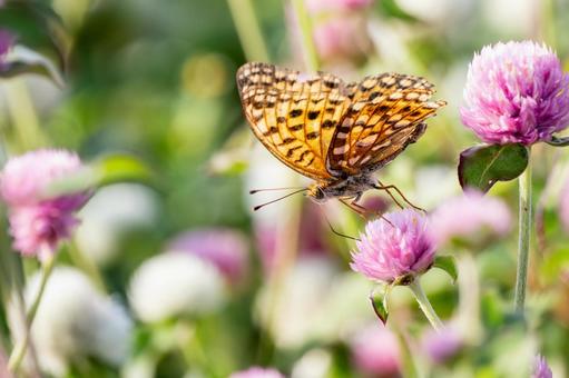 ウラギンヒョウモン(21) ウラギンヒョウモン(21) 蝶,ウラギンヒョウモン,昆虫の写真素材