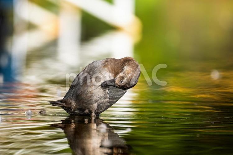 水辺のホシハジロのメス ホシハジロ,鴨,野鳥の写真素材