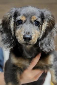 ダックスフンドの子犬 ダックスフンドの子犬の写真