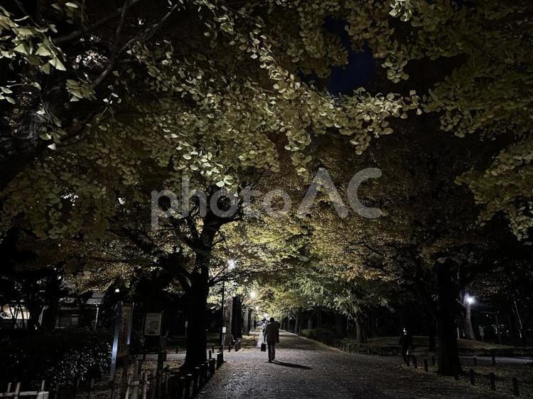 夜のイチョウ並木道 いちょう,夜,ライトアップの写真素材
