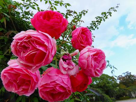 バラ バラ,花,綺麗の写真素材