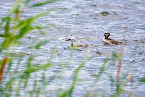 Photo, bird, great crested grebe, young bird, 