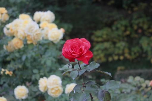 ばら 冬,赤,薔薇の写真素材