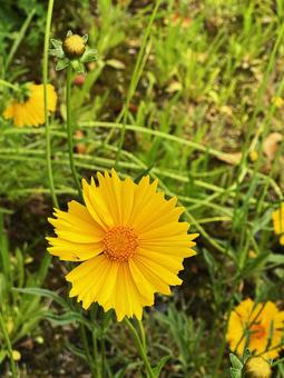 黄色い花 黄色い花,黄色,花の写真素材