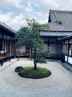 枯山水庭園と苔の中の木 枯山水庭園と苔の中の木の写真
