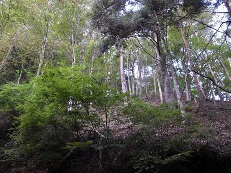 道志村 道志村の写真