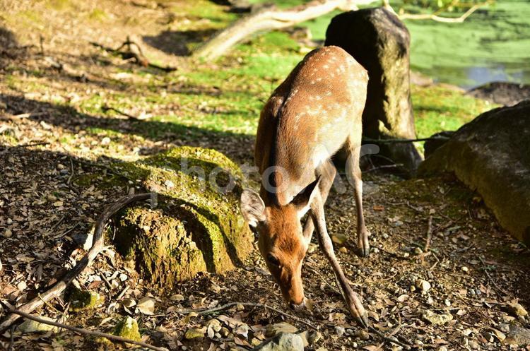 しかしか 鹿,しか,動物の写真素材