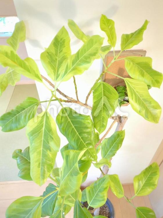 大型観葉植物　フィカスアルテシマ10号鉢 大型観葉植物,観葉植物,フィカスの写真素材