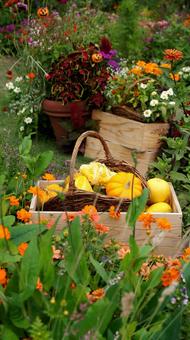 ハロウィン-249 ハロウィン,ジャックオーランタン,かぼちゃの写真素材