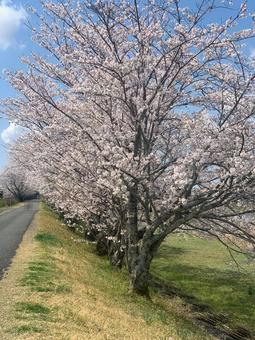 Cherry blossom trees, JPG Cherry blossom trees, JPG