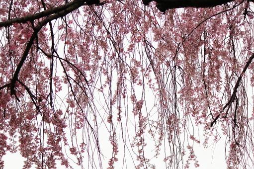 cherry blossoms, JPG cherry blossoms, JPG