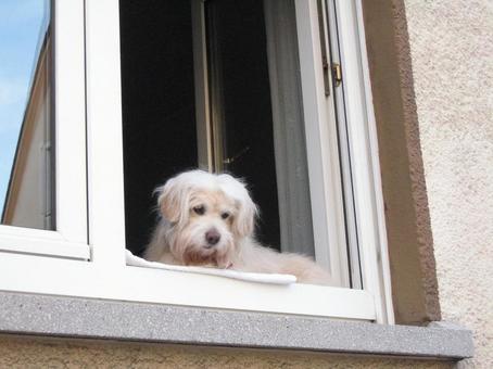 犬 犬の写真