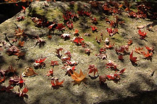 Fallen autumn leaves-5, JPG