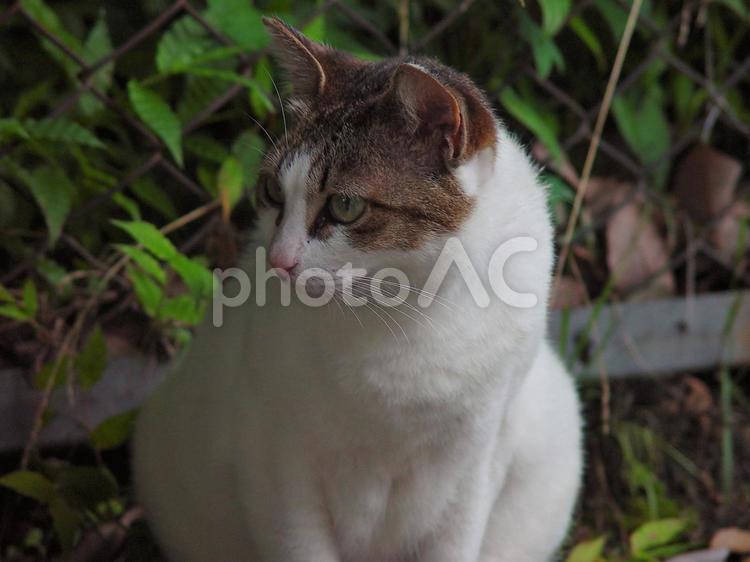 おとなしい野良猫 猫,野良猫,白の写真素材