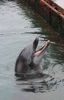 イルカの写真