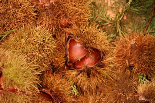 Photo, chestnut, tree fruit, autumn taste, 