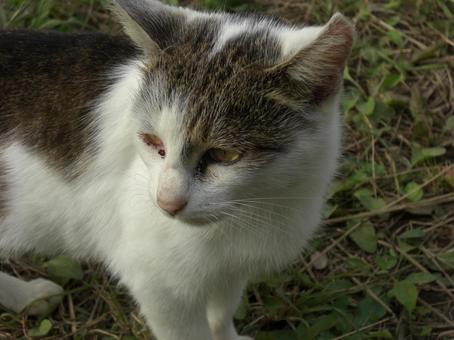 ノラ猫-3 ノラ猫-3 ノラ猫,ブチ猫,後ろ姿の写真素材