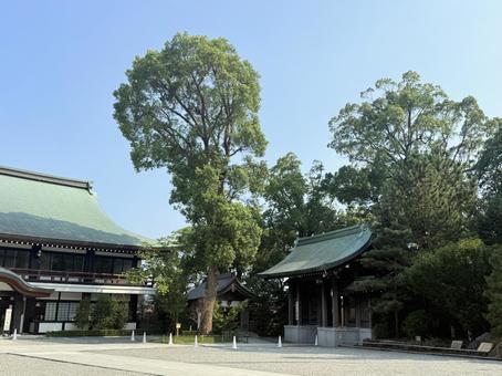 寒川神社　御神木 寒川神社,境内,神社の写真素材