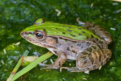 田んぼにいるトノサマガエル 田んぼにいるトノサマガエル トノサマガエル,殿様蛙,かえるの写真素材