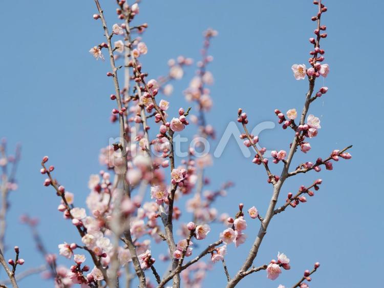 青空に映える梅の花 梅,白梅,空の写真素材