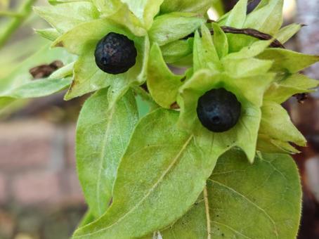 オシロイバナの種 秋,自然,種の写真素材