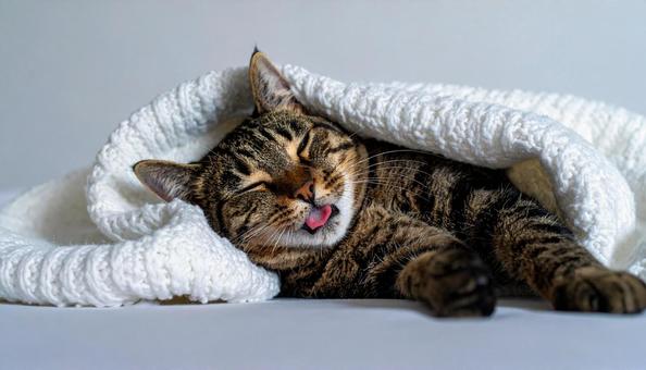 舌を出している猫 舌を出している猫の写真