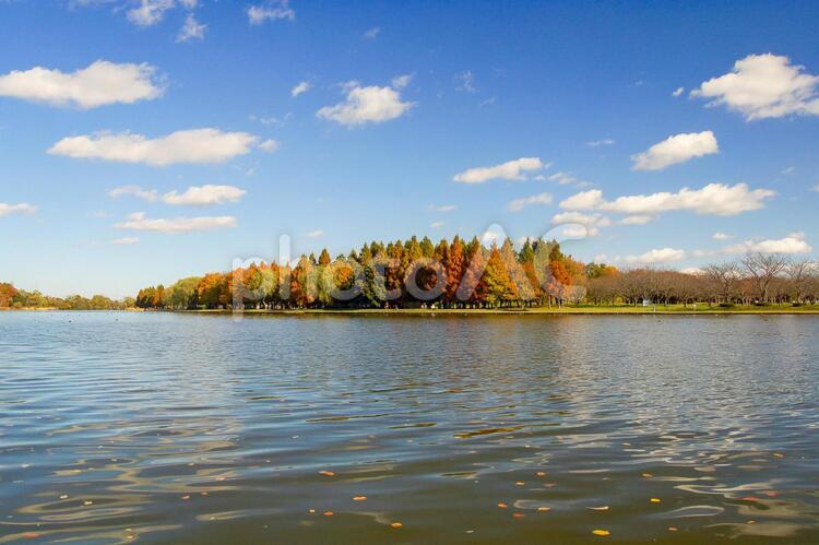 秋晴れの公園２ 公園,四季,季節の写真素材