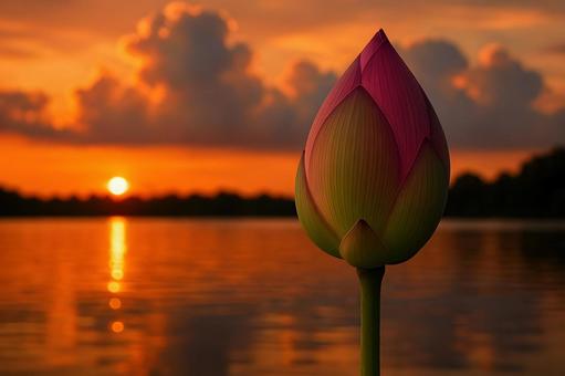 夕暮れの蓮のつぼみ 夕暮れの蓮のつぼみの写真