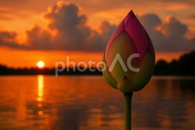 夕暮れの蓮のつぼみ 蓮蕾,蓮,夕暮れの写真素材