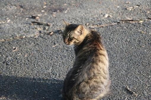 キジトラ猫の写真