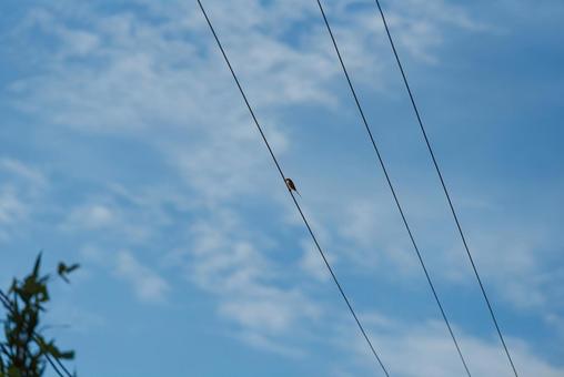 電線の上で辺りを見回すモズ 電線の上で辺りを見回すモズ モズ,小鳥,野鳥の写真素材