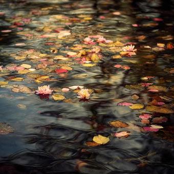 池に浮かぶ紅葉の葉と睡蓮の花 池に浮かぶ紅葉の葉と睡蓮の花の写真