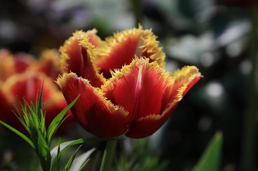 チューリップ チューリップ チューリップ,花,花びらの写真素材