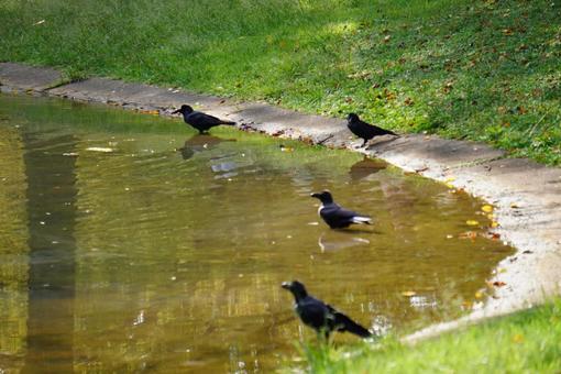 水辺のカラス 水辺のカラスの写真