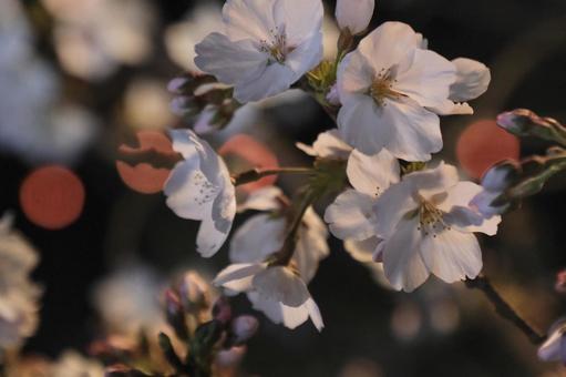 夜桜 夜桜の写真