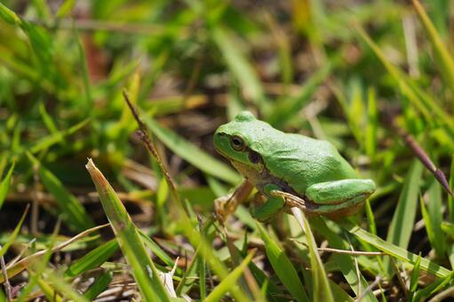 カエル カエル,アップ,動物の写真素材