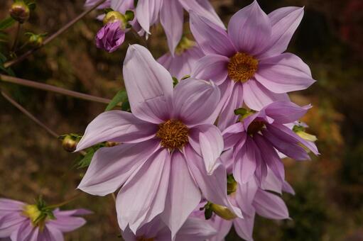皇帝ダリア 皇帝ダリア,木立ダリア,秋の花の写真素材