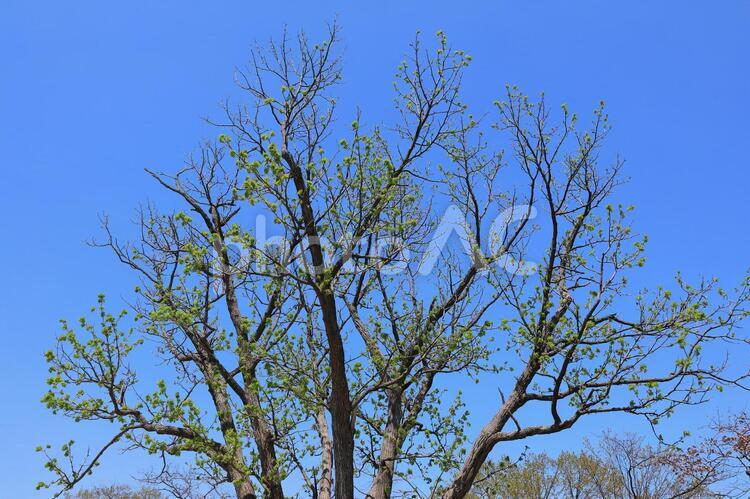 葉っぱが生えたての樹木 新緑,葉っぱ,樹木の写真素材