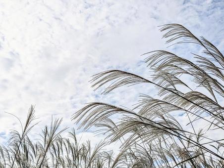 夕暮れに揺れるすすき 夕暮れに揺れるすすき すすき,植物,秋の写真素材