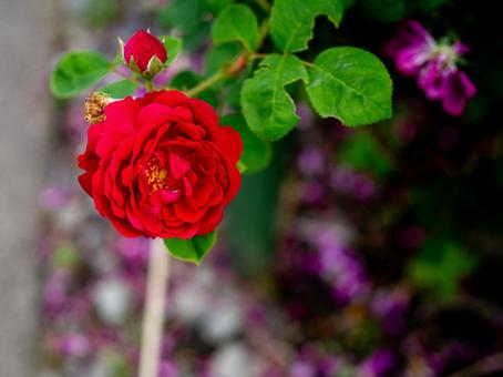 大輪の真紅の薔薇 大輪の真紅の薔薇の写真