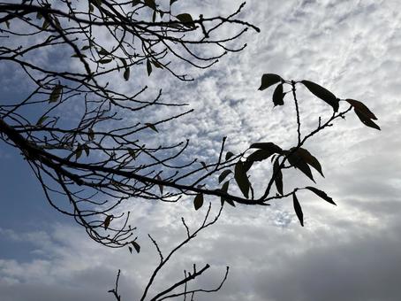 青空と枝木 秋の訪れ 青空と枝木 秋の訪れの写真