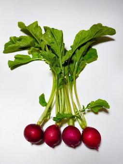 ラディッシュ ラディッシュ,二十日大根,葉つきの写真素材
