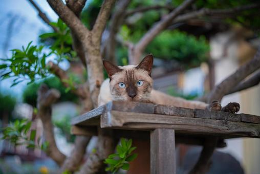 青い瞳のシャム猫 猫,シャム猫,サイアミーズの写真素材