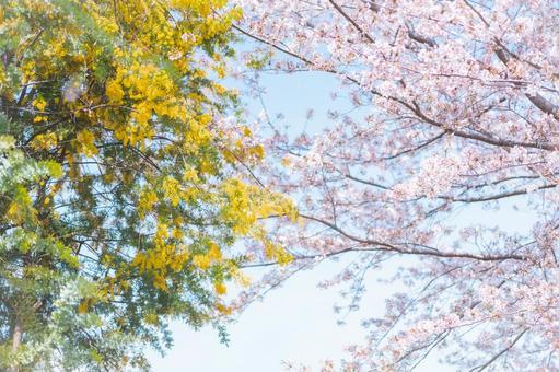 春の共演 春の共演 桜,春,河津桜の写真素材
