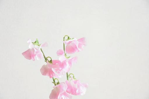 ピンクのスイートピー ピンクのスイートピーの写真