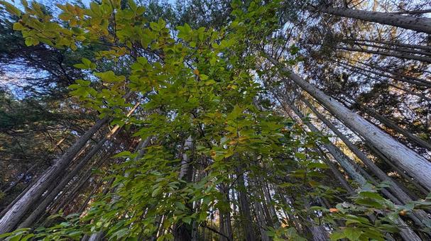 自生している柿の木 柿,柿の木,自生の写真素材