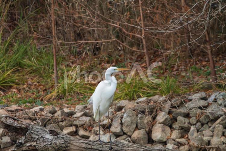 静寂の中に佇むダイサギ ダイサギ,白鷺,野鳥の写真素材