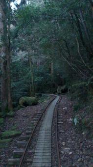 トロッコ道 トロッコ道 鹿児島県,屋久島,トロッコの写真素材